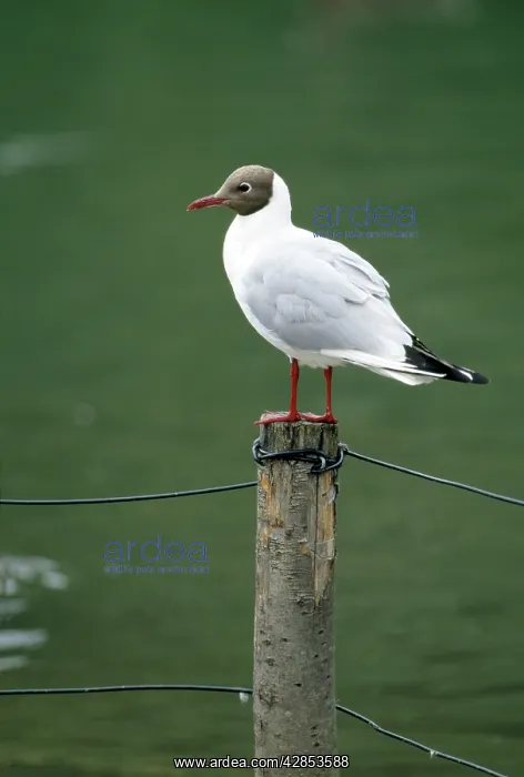 : Black-headed Gull : Black-headed Gull