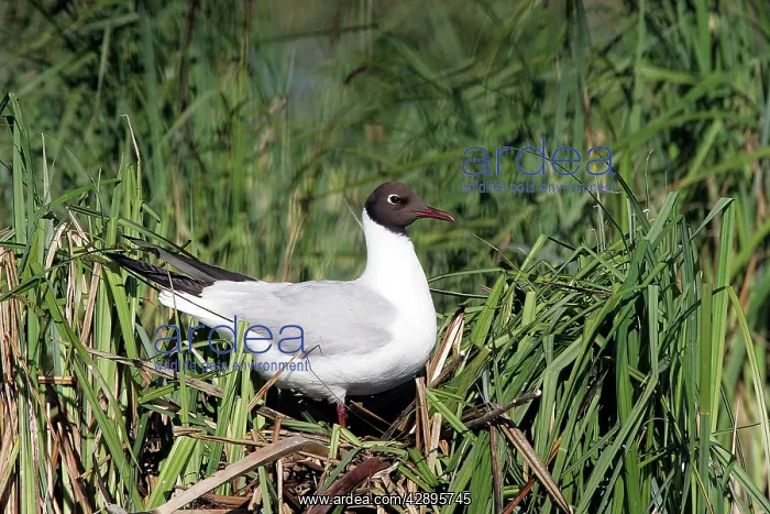 : Black-headed Gull : Black-headed Gull