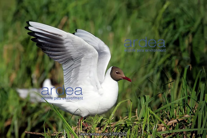 : Black-headed Gull : Black-headed Gull