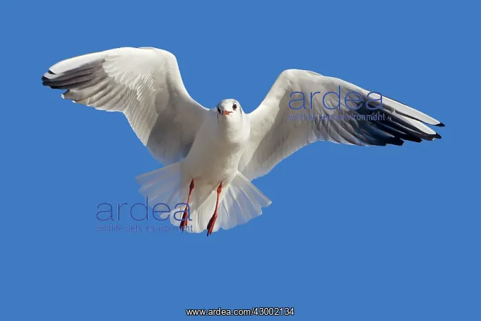 : Black-headed Gull : Black-headed Gull