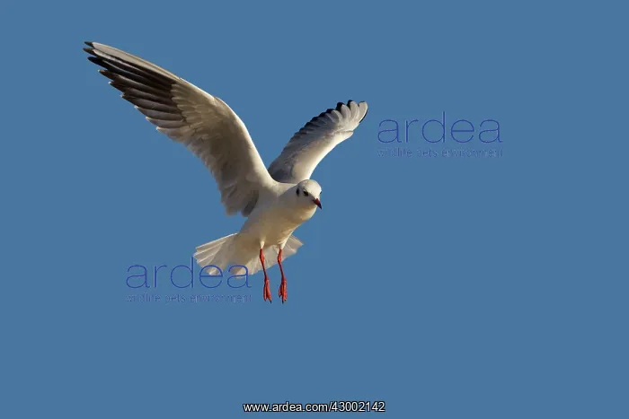 : Black-headed Gull : Black-headed Gull