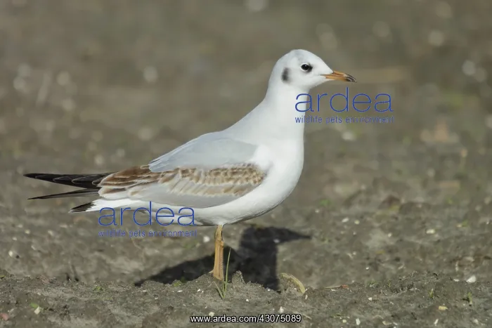 : Black-headed Gull : Black-headed Gull