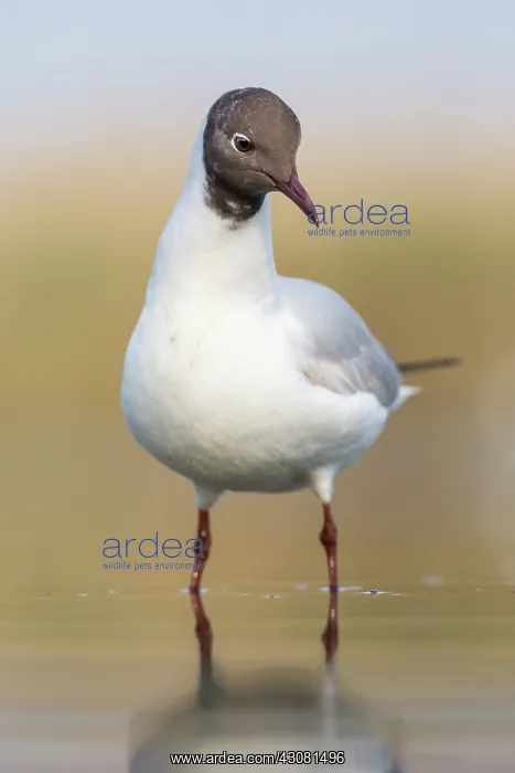 : Black-headed Gull : Black-headed Gull