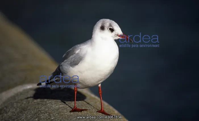 : Black-headed Gull : Black-headed Gull