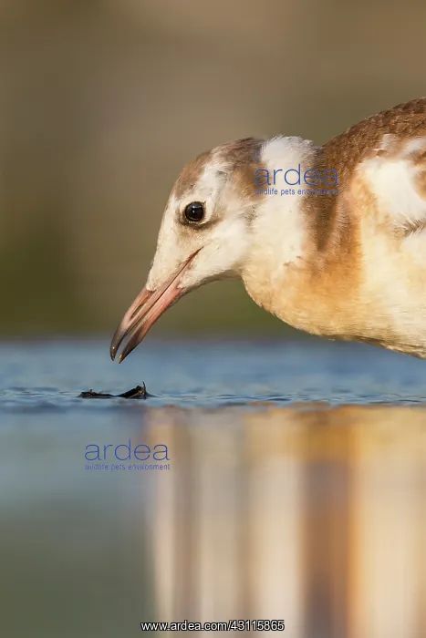 : Black-headed Gull : Black-headed Gull