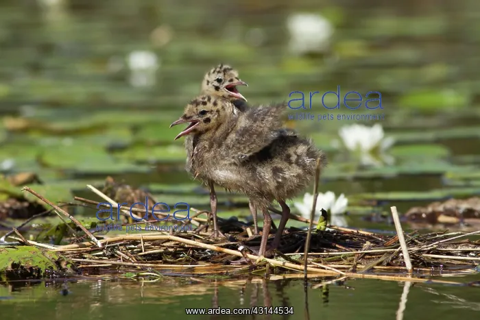: Black-headed Gull : Black-headed Gull