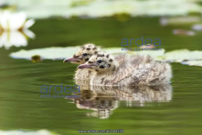 : Black-headed Gull : Black-headed Gull