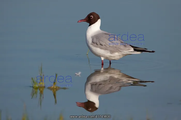 : Black-headed Gull : Black-headed Gull