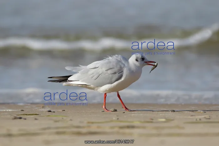 : Black-headed Gull : Black-headed Gull