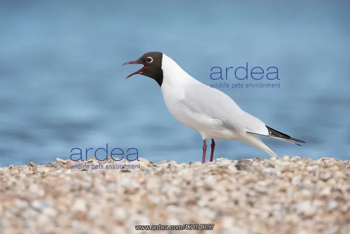 : Black-headed Gull : Black-headed Gull