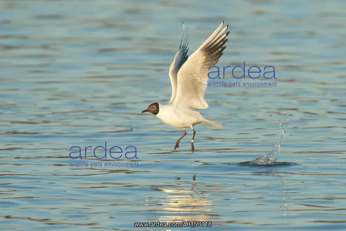 : Black-headed Gull : Black-headed Gull