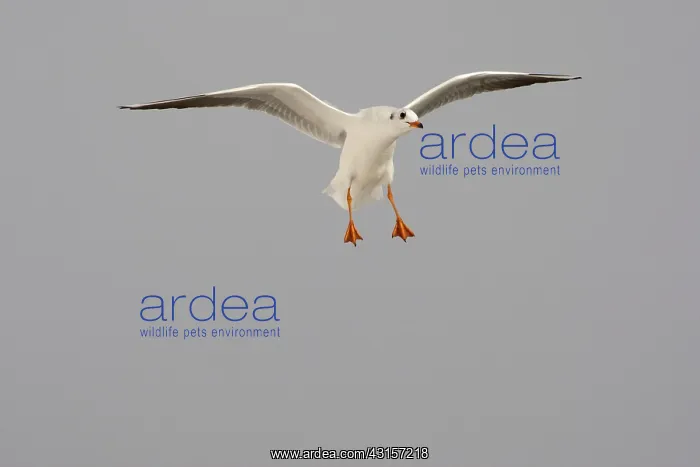 : Black-headed gull : Black-headed gull