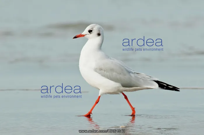 : Black-headed Gull : Black-headed Gull