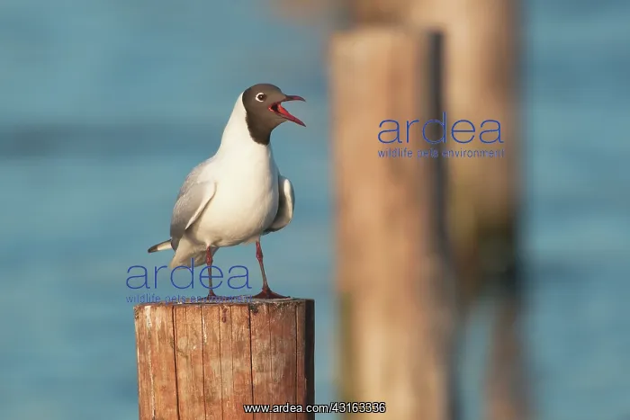 : Black-headed Gull : Black-headed Gull