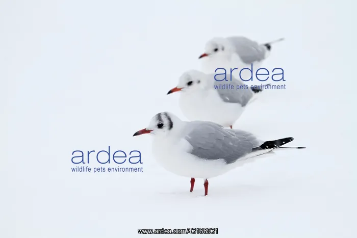 : Black-headed Gull : Black-headed Gull