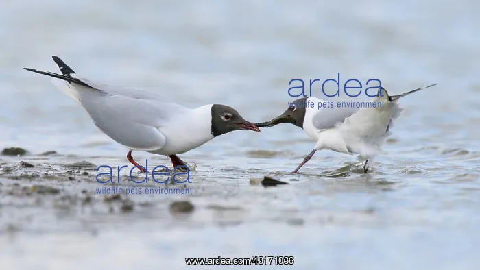 : Black-headed gull : Black-headed gull