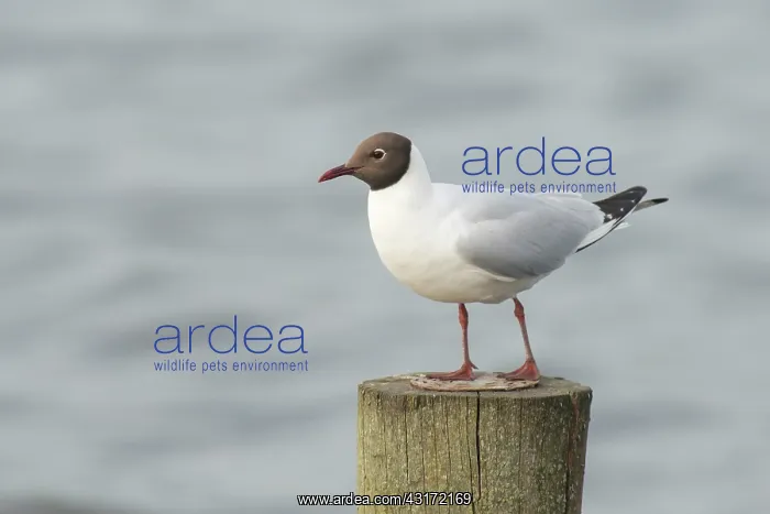 : Black-headed Gull : Black-headed Gull