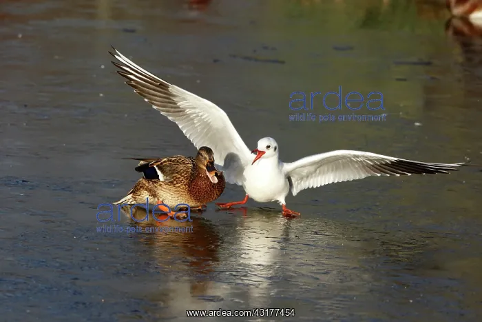 : Black-headed Gull : Black-headed Gull