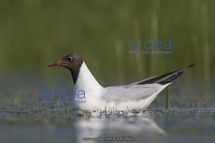 : Black-headed Gull - adult gull in breeding plumage : Black-headed Gull - adult gull in breeding plumage