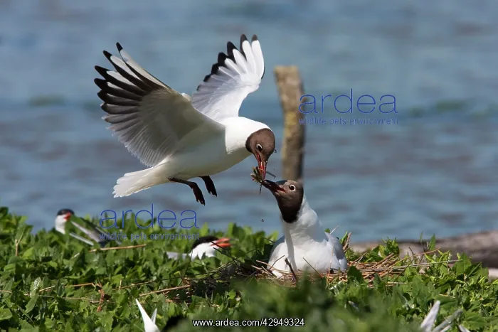 : Black-headed gull - One adult gull passing nesting : Black-headed gull - One adult gull passing nesting