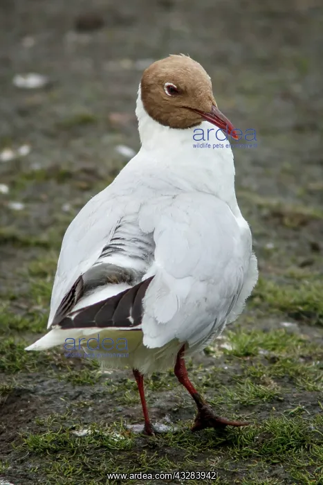 : Black-Headed Gull - adult with summer plumage : Black-Headed Gull - adult with summer plumage