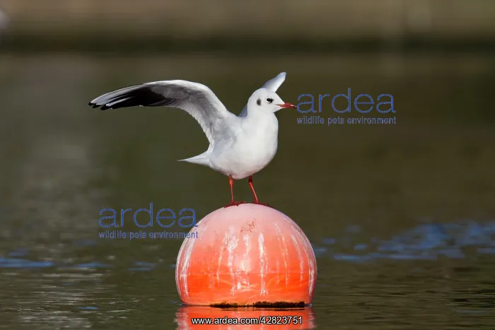 : Black Headed Gull - on buoy - winter : Black Headed Gull - on buoy - winter