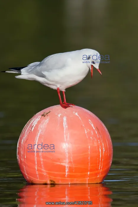: Black Headed Gull - on buoy - winter : Black Headed Gull - on buoy - winter
