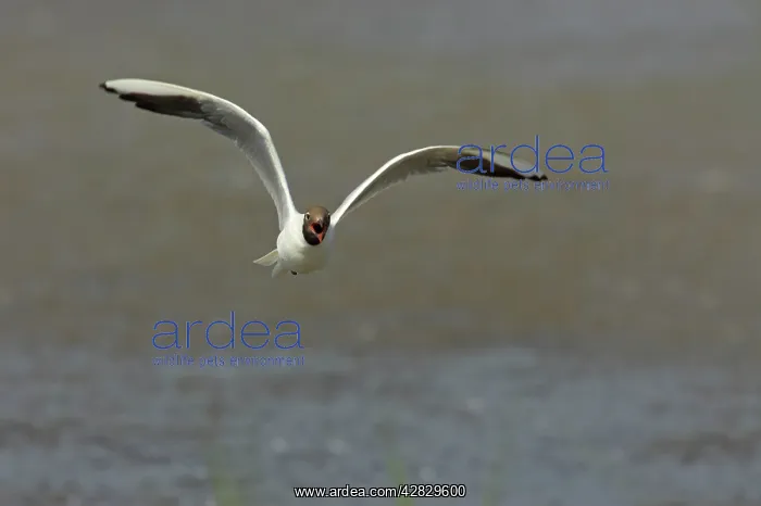 : Black Headed Gull - Calling in flight : Black Headed Gull - Calling in flight