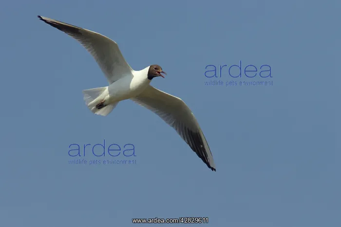 : Black Headed Gull - Calling in flight : Black Headed Gull - Calling in flight