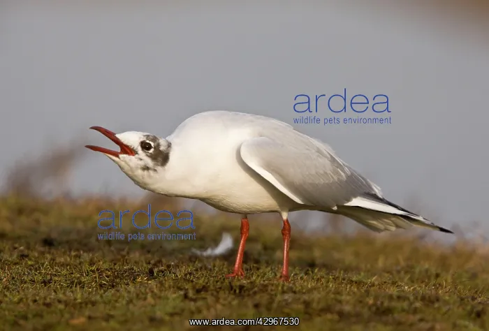 : Black-headed Gull - calling; in late winter / early : Black-headed Gull - calling; in late winter / early