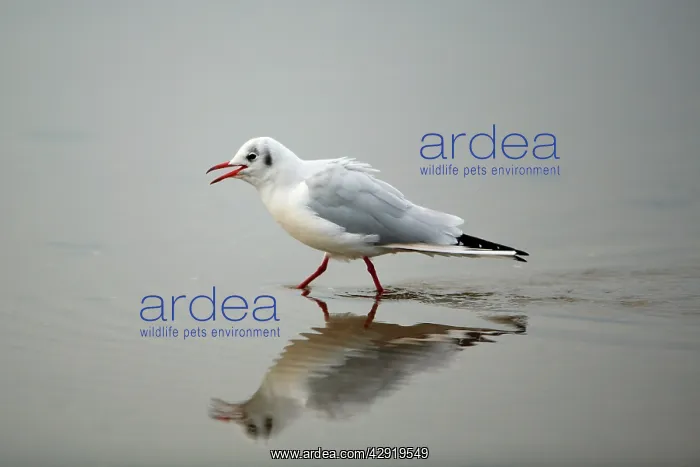 : Black-headed Gull - calling and walking across : Black-headed Gull - calling and walking across