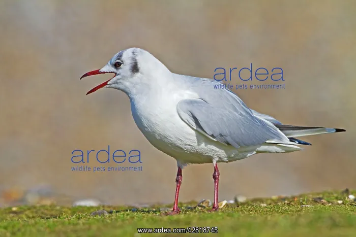 : Black-Headed Gull - calling in winter : Black-Headed Gull - calling in winter
