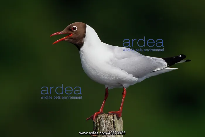 : Black-headed Gull calling on a wooden post, Semblan cay : Black-headed Gull calling on a wooden post, Semblan cay