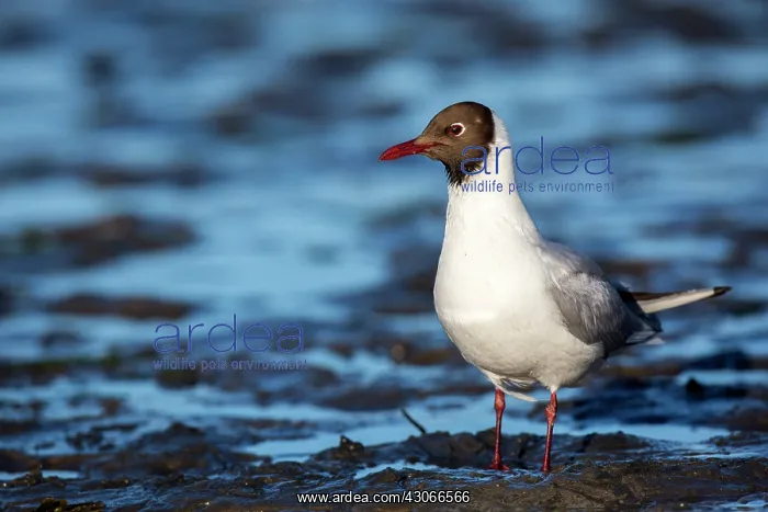 : Black-headed Gull (Chroicocephalus ridibundus) : Black-headed Gull (Chroicocephalus ridibundus)