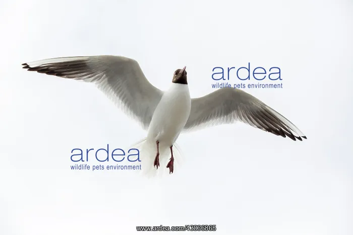 : Black-headed Gull (Chroicocephalus ridibundus) in : Black-headed Gull (Chroicocephalus ridibundus) in