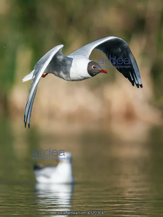 : Black-headed Gull (Chroicocephalus ridibundus) in : Black-headed Gull (Chroicocephalus ridibundus) in