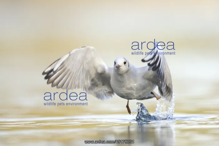 : Black-headed Gull (Chroicocephalus ridibundus) flying : Black-headed Gull (Chroicocephalus ridibundus) flying