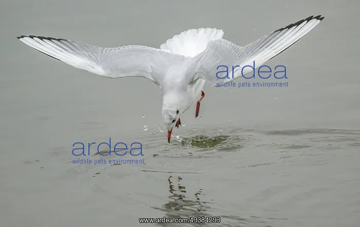  : Black-headed gull, Chroicocephalus ridibundus, i