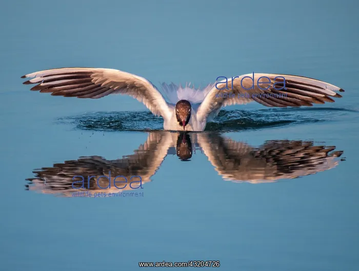 : Black-headed Gull (Chroicocephalus ridibundus) landing : Black-headed Gull (Chroicocephalus ridibundus) landing