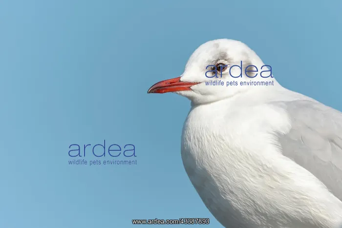 : Black-headed gull (Chroicocephalus ridibundus) Portrait : Black-headed gull (Chroicocephalus ridibundus) Portrait