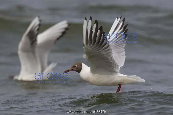 : Black-headed gull (Chroicocephalus ridibundus) in summer plumage : Black-headed gull (Chroicocephalus ridibundus) in summer plumage