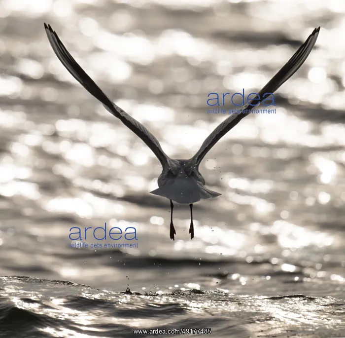 : Black-headed gull (Chroicocephalus ridibundus) in summer plumage : Black-headed gull (Chroicocephalus ridibundus) in summer plumage