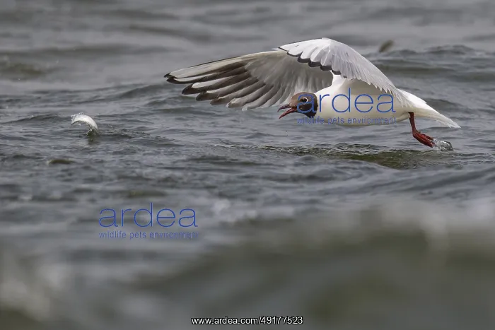 : Black-headed gull (Chroicocephalus ridibundus) in summer plumage : Black-headed gull (Chroicocephalus ridibundus) in summer plumage