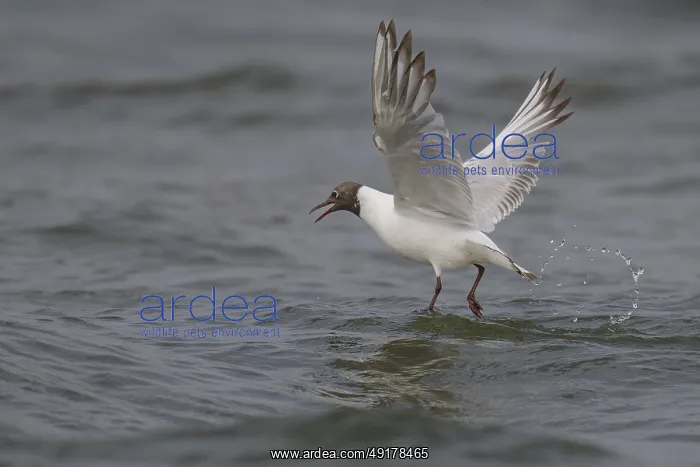 : Black-headed gull (Chroicocephalus ridibundus) in summer plumage : Black-headed gull (Chroicocephalus ridibundus) in summer plumage