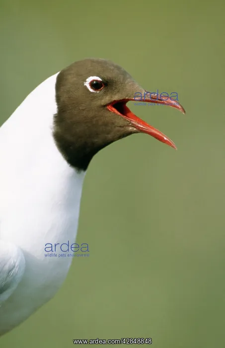: Black-Headed Gull - close up, beak open : Black-Headed Gull - close up, beak open