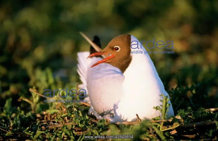 : Black-Headed Gull - close up, gull in nest : Black-Headed Gull - close up, gull in nest