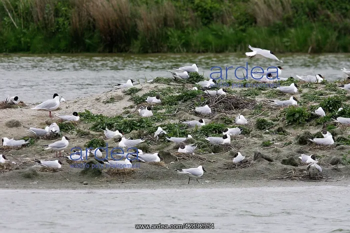 : Black-headed Gull colony - with some Mediterranean : Black-headed Gull colony - with some Mediterranean