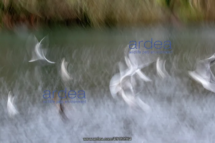  : Black Headed Gull - Creative - UK