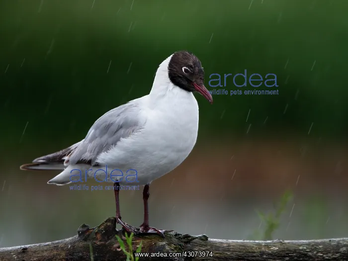 : Black-headed Gull on a dead tree beside a pond in : Black-headed Gull on a dead tree beside a pond in