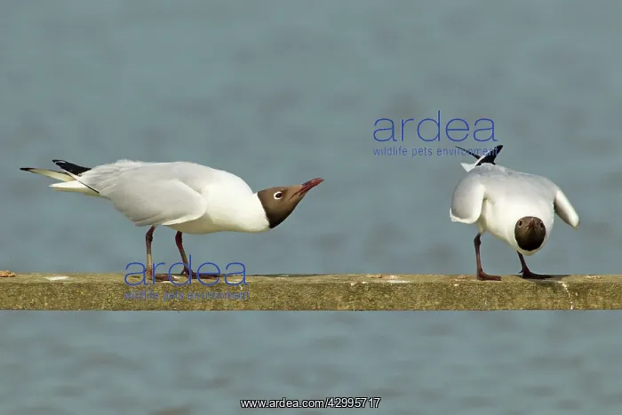: Black-headed Gull - displaying : Black-headed Gull - displaying